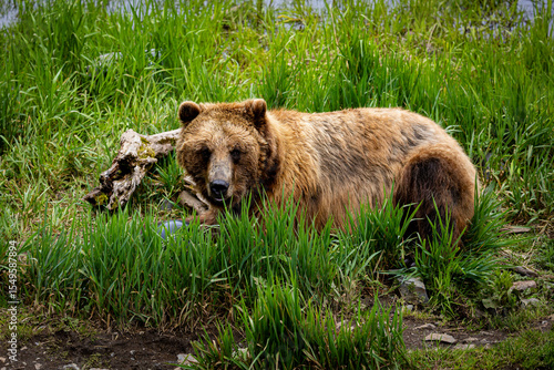 Φωτογραφία Brown bears resting