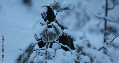 Male Capercaillie at his lek performing the mating ritual to attract females at first light on a day with a very heavy snowfall.