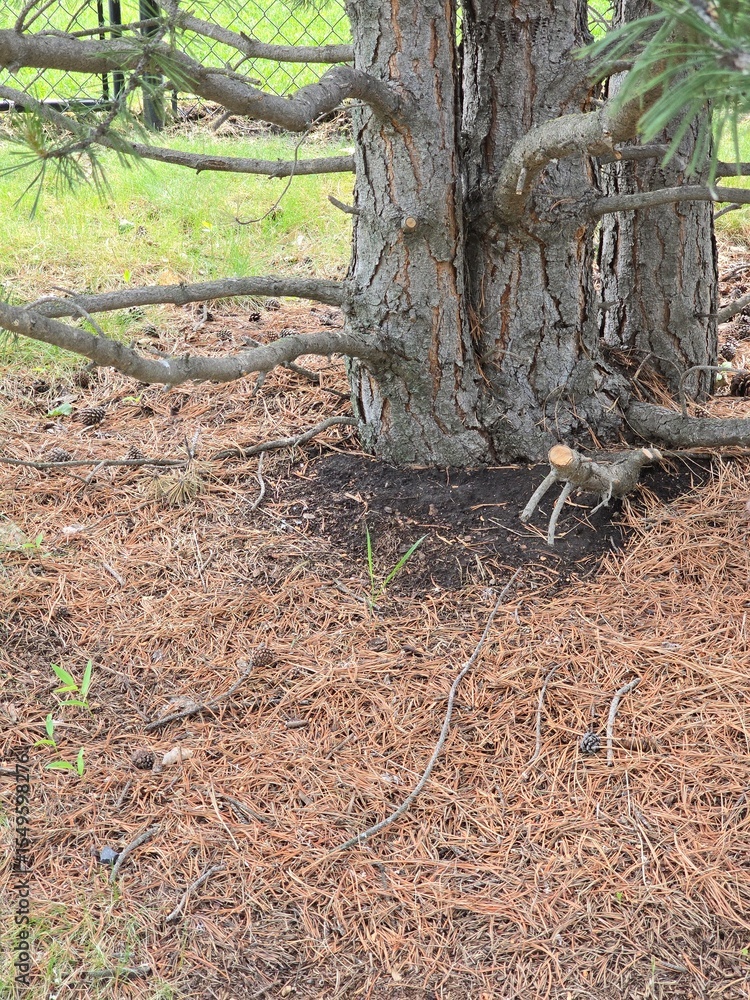 Fototapeta premium roots of a tree in a suburban park on a sunny day
