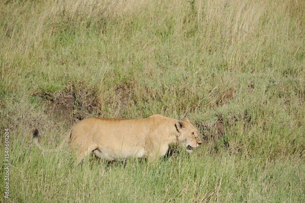 Naklejka premium lion in the grass