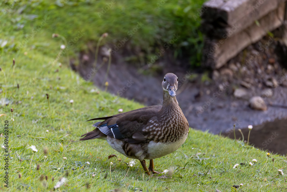 A duck standing on grassy bank near water, surrounded by small flowers and rustic wooden beams. A duck standing on grassy bank near water, surrounded by small flowers and rustic wooden beams.