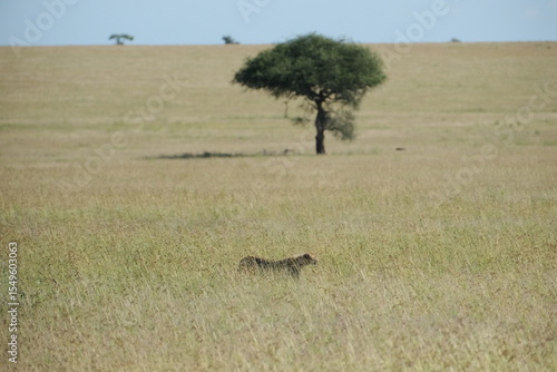 Canvas Print cheetah in serengeti