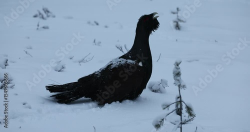 Male Capercaillie at his lek performing the mating ritual to attract females at first light on a day with a very heavy snowfall.