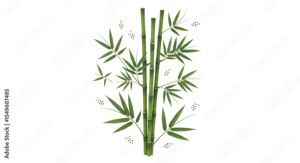 Isolated Bamboo Isolated Bamboo