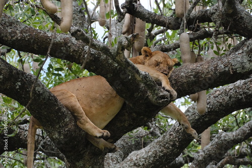 lion sleep on the tree