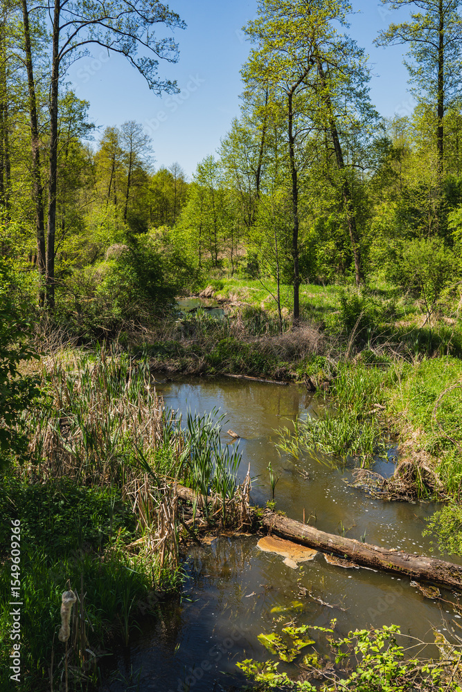 Obraz premium Landscape of fallen trees in a marshy area near a river