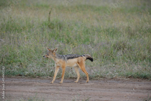 jackal in the wild