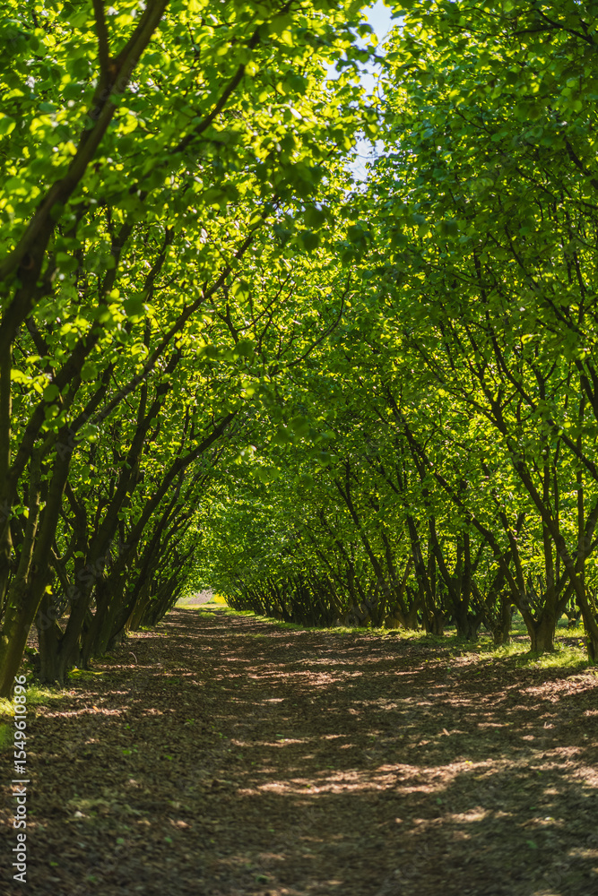 Hazelnut plantation at the beginning of spring full of green leaves Hazelnut plantation at the beginning of spring full of green leaves