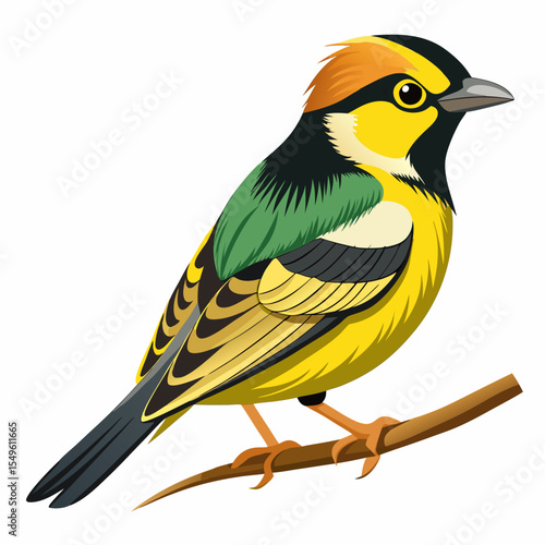 
Vector Illustration of Arkansas Lesser Goldfinch – Small Finch with Vibrant Plumage