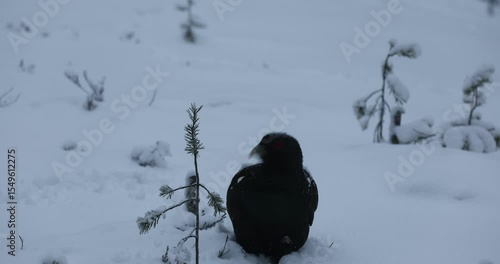 Male Capercaillie at his lek performing the mating ritual to attract females at first light on a day with a very heavy snowfall.
