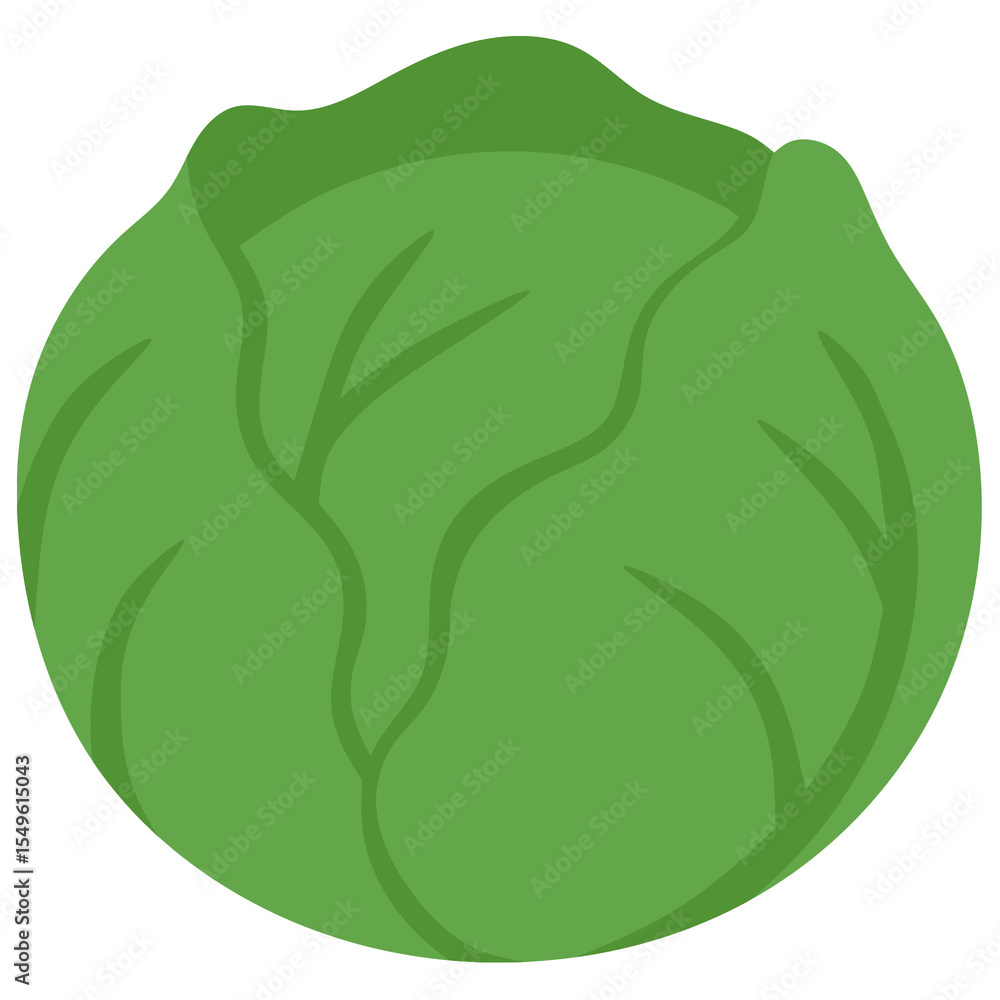 Obraz premium vector illustration of a green cabbage