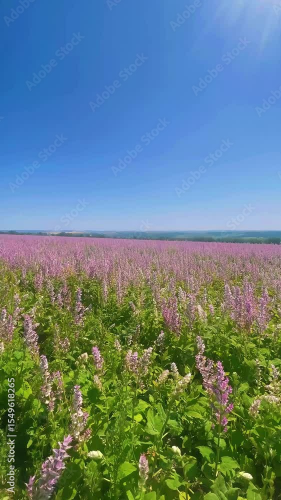Endless sage blooms in the summer countryside. The concept of the nature's purity, herbal cultivation, and rural serenity. Vertical view. Endless sage blooms in the summer countryside. The concept of the nature's purity, herbal cultivation, and rural serenity. Vertical view.