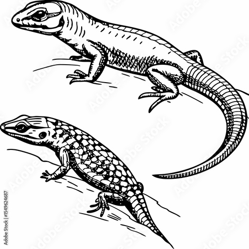 lizard on a white background