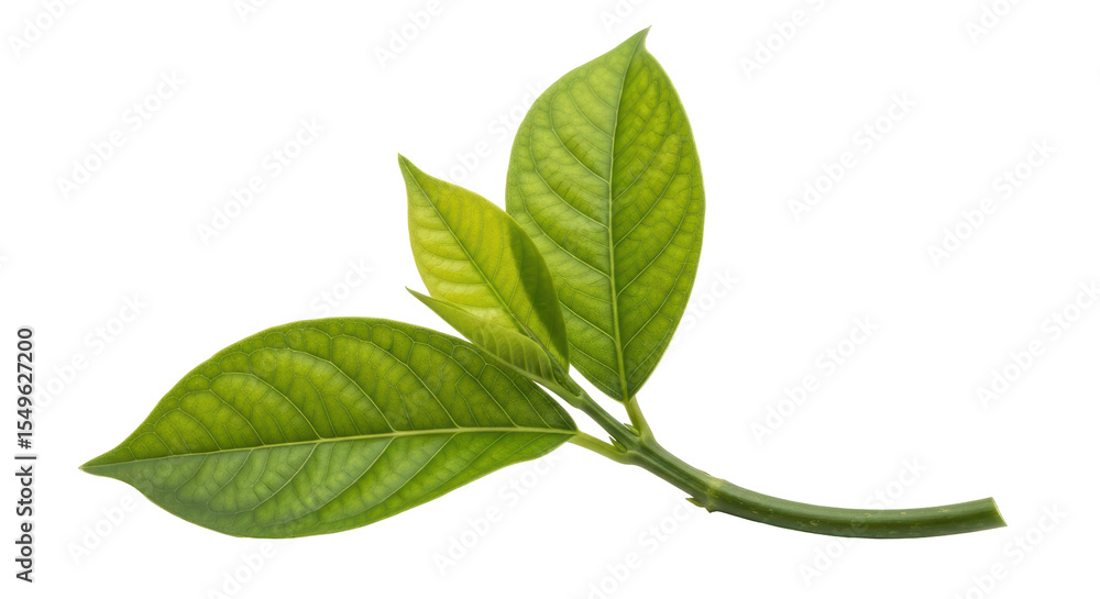 Obraz premium Isolated Avocado Leaves Sprout