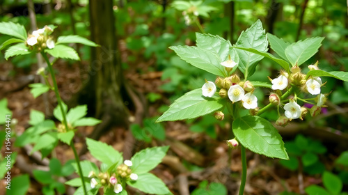 Wallpaper Mural Thimbleberry Blooms Over Grow Western Forest Trail Torontodigital.ca