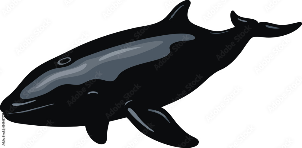 Obraz premium A Minke Whale