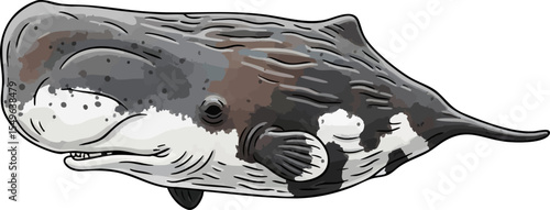 The Pygmy Sperm Whale