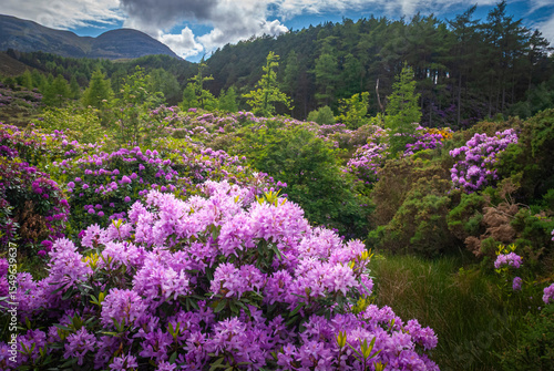 A summer HDR image of Rhododendrons and Caledonian Pine Forest, Coire Roille, Torridon, Wester Ross, Highlands of Scotland, UK. 