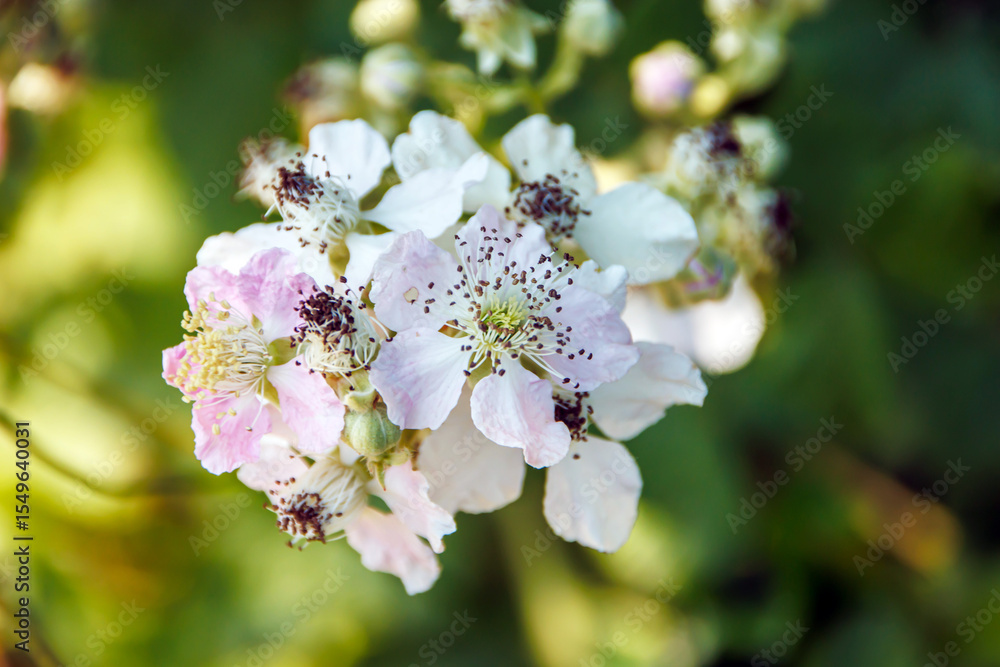 Fototapeta premium blooming apple tree