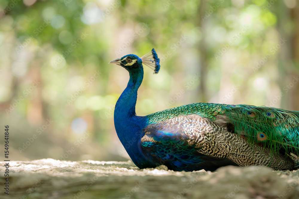 Fototapeta premium Portrait of beautiful peacock,A closeup shot of a peacock