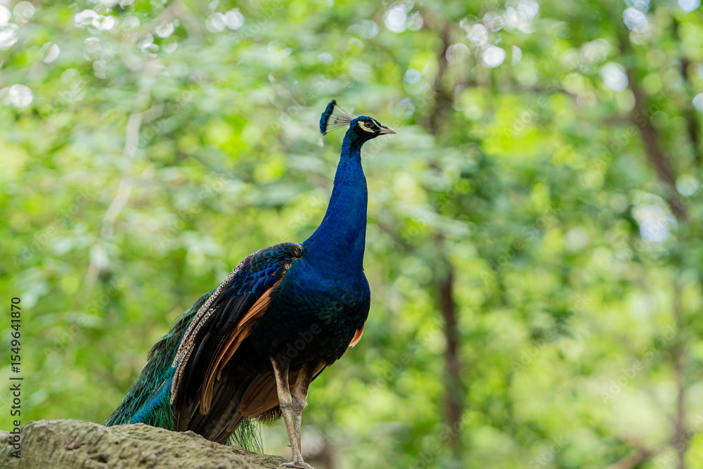 Portrait of beautiful peacock,A closeup shot of a peacock Portrait of beautiful peacock,A closeup shot of a peacock