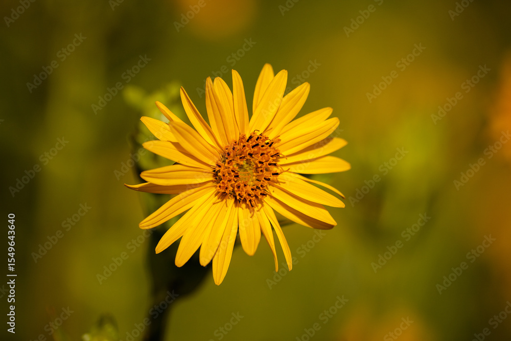 Fototapeta premium Cup plant flower against blue sky within Pike Lake Unit, Kettle Moraine State Forest, Hartford, Wisconsin