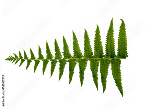 Obraz na plátně Leaflet Greenery Blade Compound leaf Pinnate Nature Botany Forest Tropical Unde