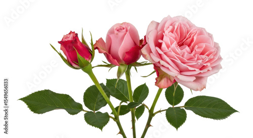 Fototapeta Naklejka Na Ścianę i Meble -  Isolated pink roses