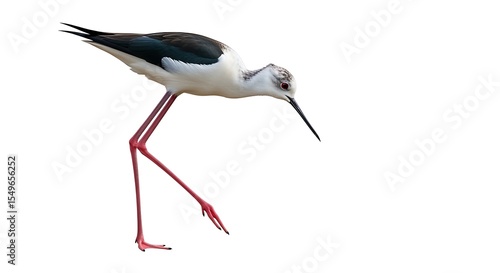 Wallpaper Mural Black-winged Stilt bird with long pink legs isolated on white background Torontodigital.ca