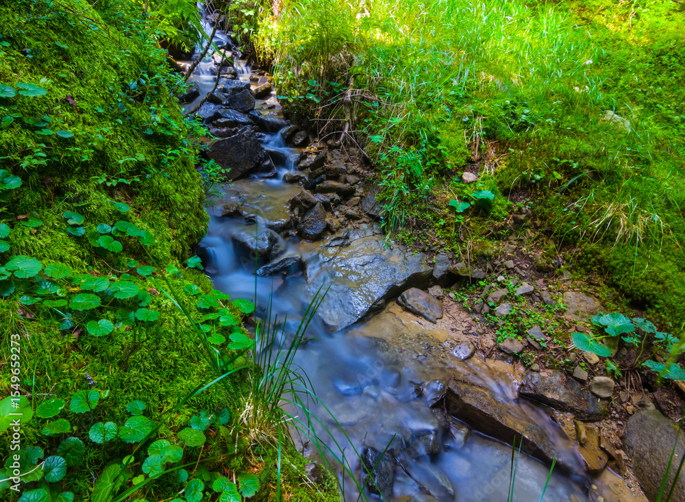 Obraz premium small river flow through the green forest