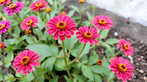 Zinnia angustifolia, Narrowleaf zinnia or creeping zinnia with hemispheric head of flowers with red ray corollas and stems with elliptic leaf