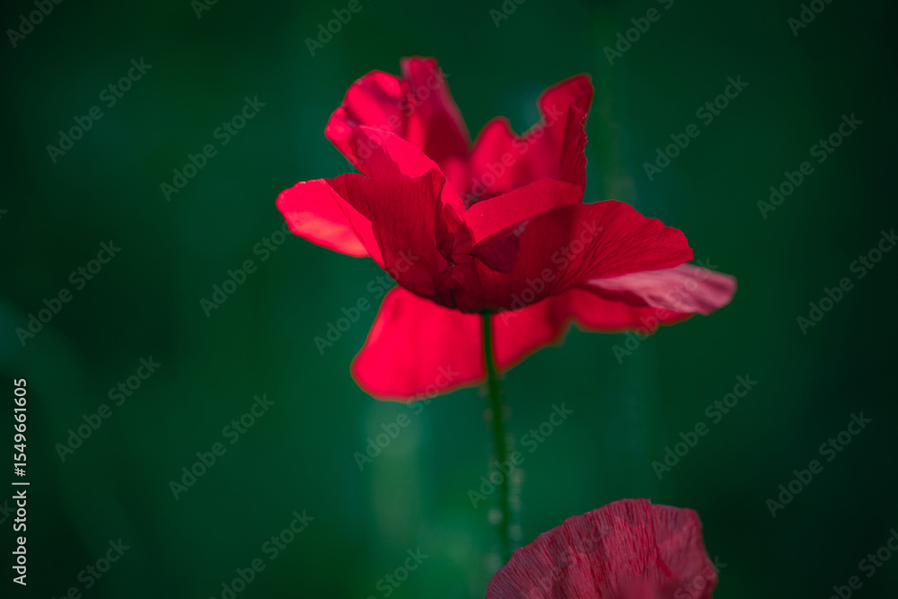 Vibrant red poppy flower on a summer green meadow. Summer nature background. Vibrant red poppy flower on a summer green meadow. Summer nature background.