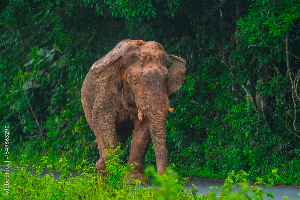 Fototapeta premium Elephants are large mammals and are the largest land animals. Wild elephants eat plants. They are big, have a small head, big legs, and have a trunk that reaches to the ground. That trunk is the nose.