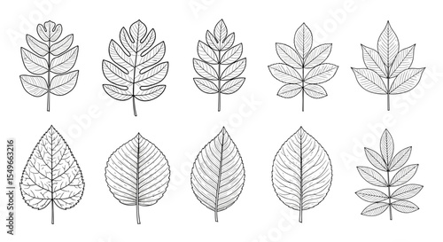 Ten different types of leaves are arranged in two rows, each leaf having a unique shape and venation pattern