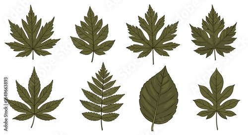 Illustration showcasing a variety of green leaves with different shapes and vein patterns in detailed style
