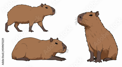 Capybara Hydrochoerus hydrochaeris illustration. Capybara poses show rodent in standing, sitting, and lying positions.