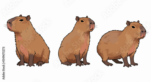 Capybara Hydrochoerus hydrochaeris rodent illustration. Capybara poses: sitting, semi-profile, and full-body. Capybara images perfect for educational materials, children's books,