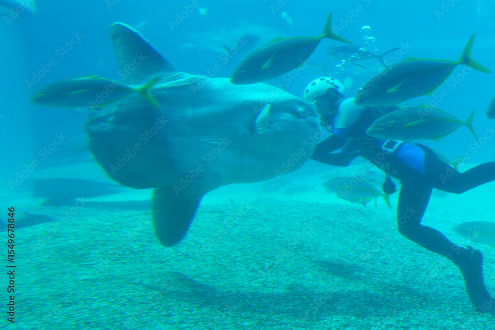 Fototapeta premium Scuba diver swimming with sunfish