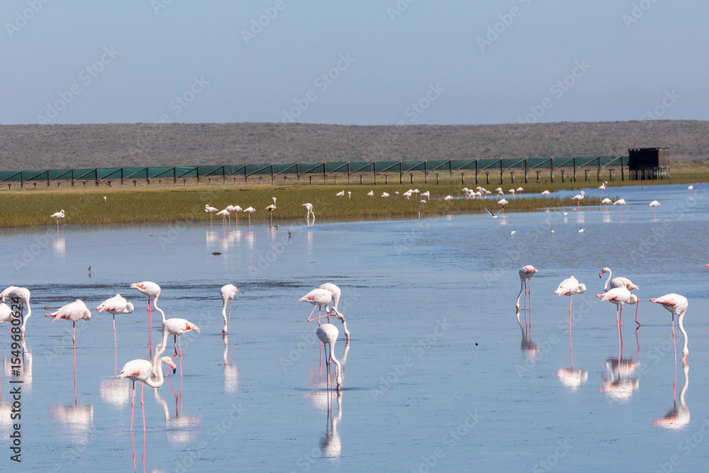 Fototapeta premium Bird Hide on Langebaan Lagoon, South Africa with assorted waders and flamingos, a birding hotspot and protected RAMSAR wetland site, West Coast National park