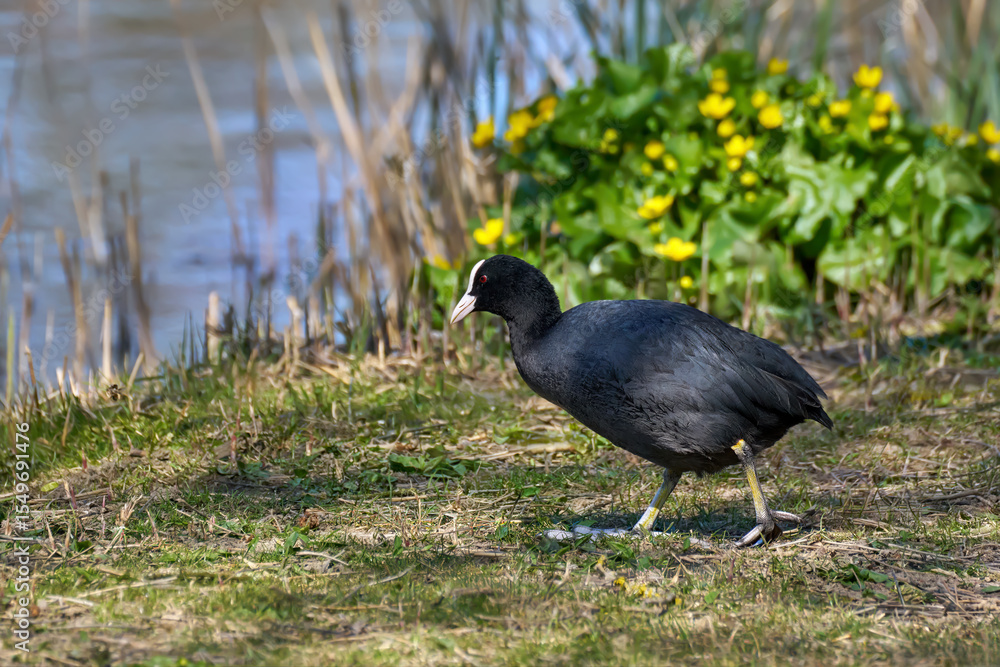 Obraz premium Blässhuhn (Fulica atra) läuft im Gras am Ufer eines Sees mit Schilf und Sumpfdotterblumen - Empfingen, Deutschland