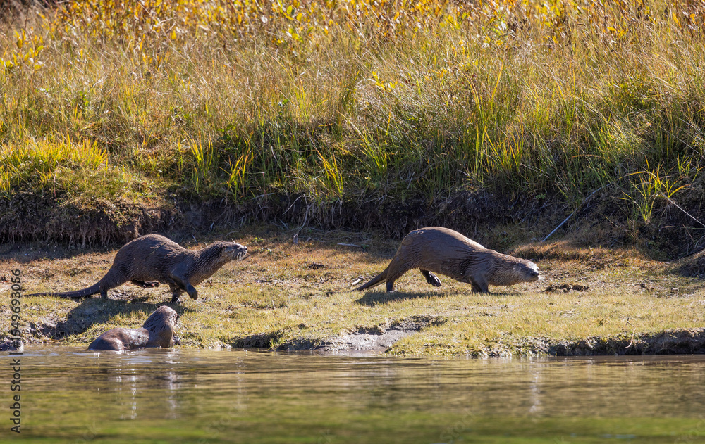 Fototapeta premium River Otters on the Snake River in Grand Teton National Park Wyoming in Autumn