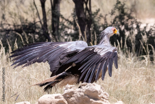Wallpaper Mural Secretarybird (Sagittarius serpentarius) hunting in arid  Acacia savana  with wings raised, Kgalagadi Transfrontier Park, Kalahari, South Africa. Endangered species Torontodigital.ca