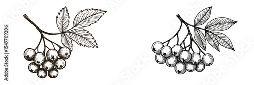 Artwork features detailed illustrations of rowan berries on branches in black and white design