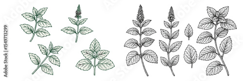 Illustrations of various mint leaves showcasing their distinct shapes and characteristics in a detailed botanical style