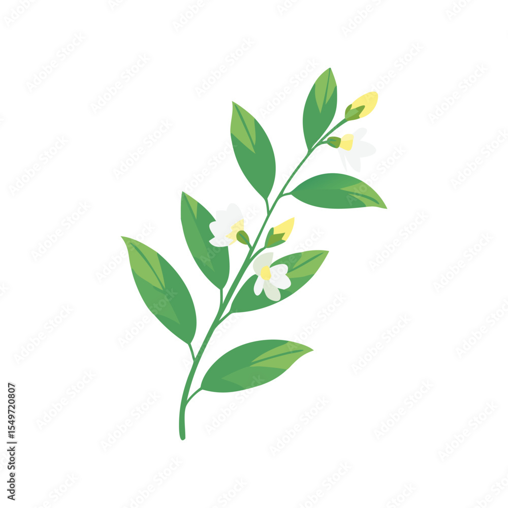Jasmine flower flat minimal vector illustration, simple white floral icon, elegant botanical Jasmine flower flat minimal vector illustration, simple white floral icon, elegant botanical