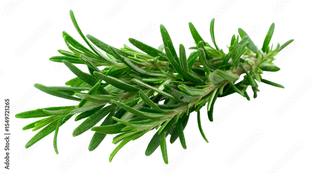 Fototapeta premium A bunch of fresh green herbs, possibly rosemary