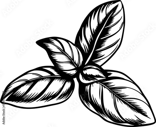 Hand drawn basil leaves illustration with detailed engraving black and white botanical herb element isolated