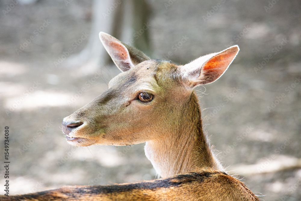 Obraz premium Portrait of a little deer in the forest