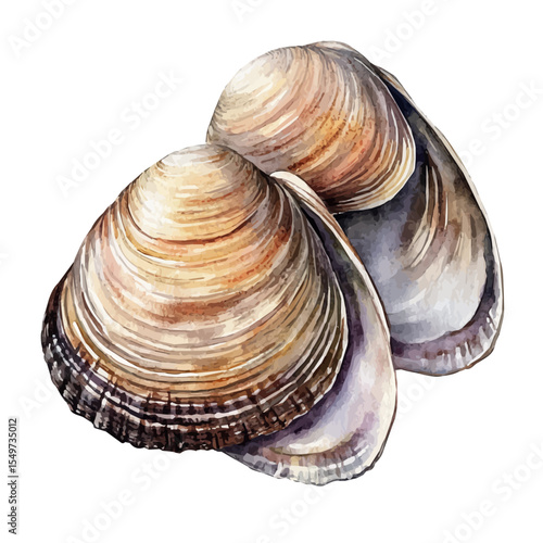 Clam, watercolor vector, isolated on a white background.