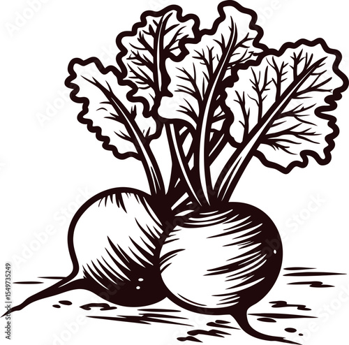 Hand drawn beetroot plant with leafy greens vintage engraved vegetable sketch illustration isolated on white